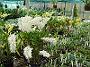 Tinonee-orchids-2 063